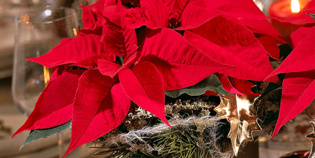 Blumen Dörries Advent.jpg