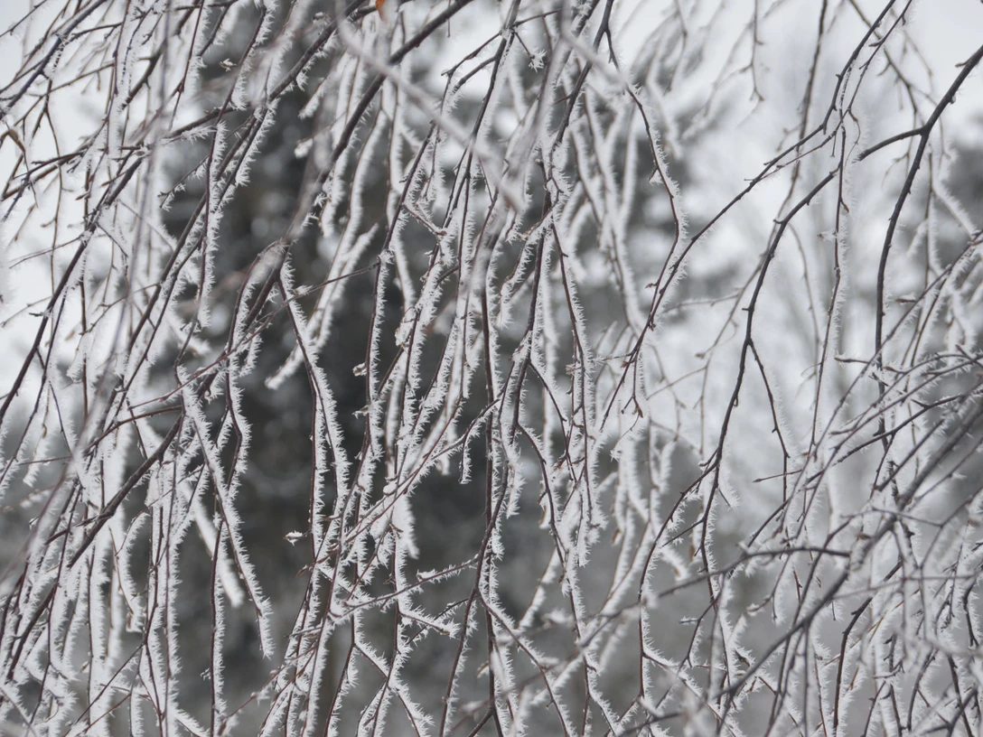 Birkenzweige im Winter
