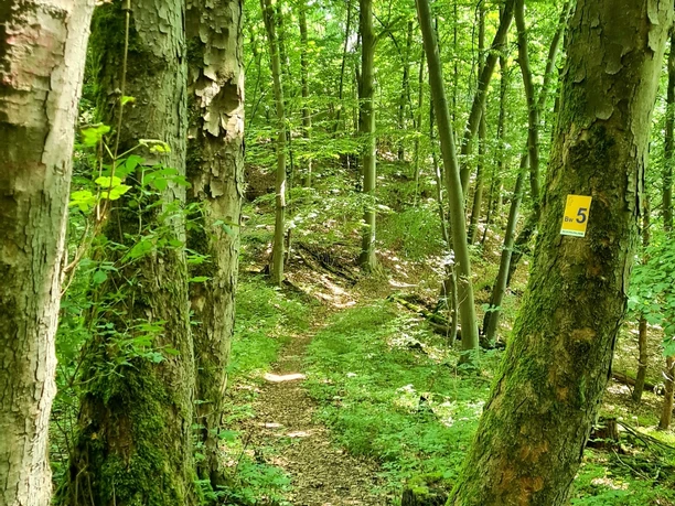 Qualitätstour Weserhöhen (Bw 5)