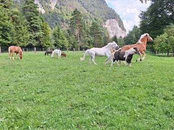 chevaux qui courent dans les pâturages