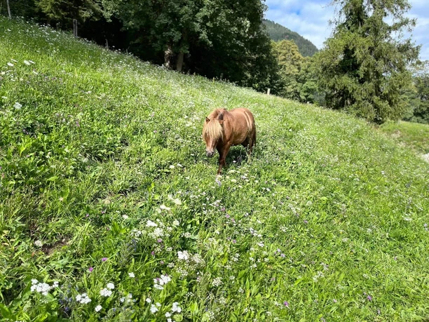 Poney dans une haute prairie