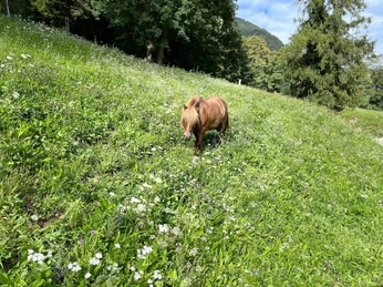 Pony in high meadow