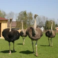 Straußenfarm Burkhardt