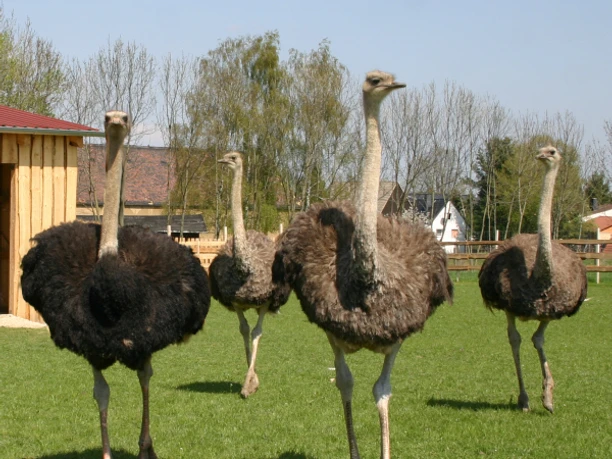 Straußenfarm Burkhardt