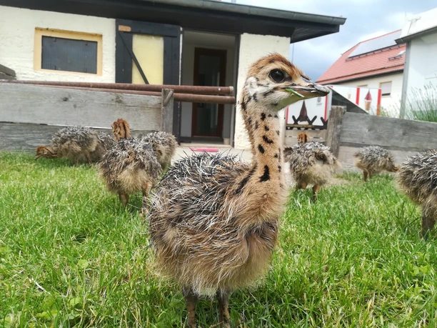 Straußenfarm Burkhardt