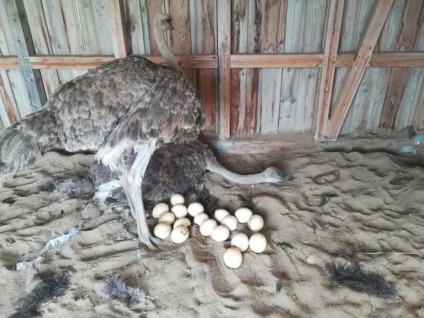 Straußenfarm Burkhardt