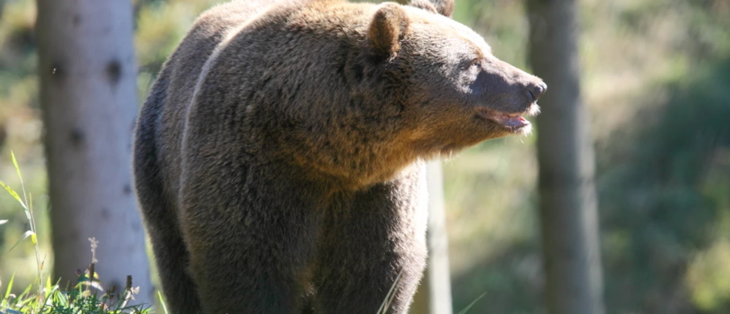 Im Wolf- und Bärenpark