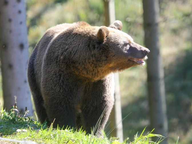 Im Wolf- und Bärenpark