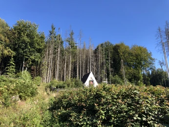 Eine weiße Lehmkapelle steht in einem Wald vor einem blauen Himmel, umgeben von grüner Vegetation.
