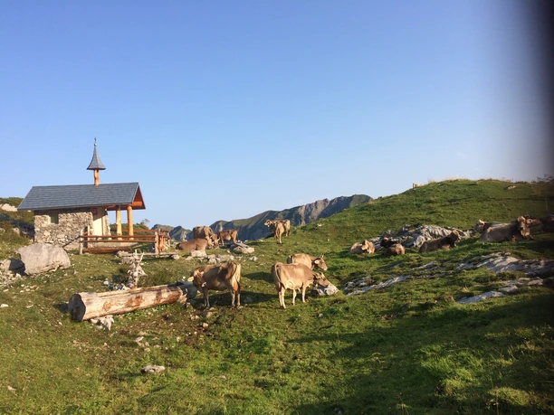 Kühe weiden bei der Kapelle im Gebiet Lidernen.