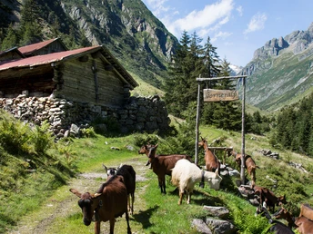 Die Gorneralp mit Ziegen