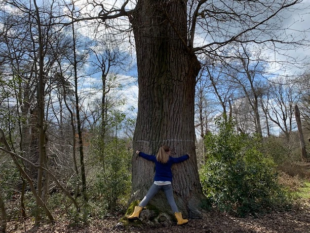 Bentheimer Wald