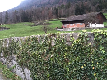 Man hört Kühe muhen, Glocken bimmeln...