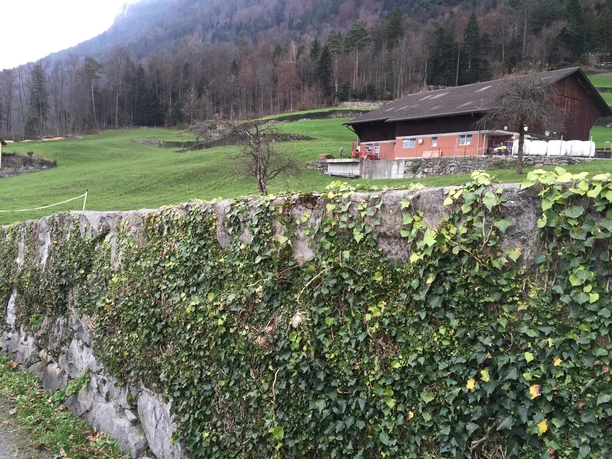 Man hört Kühe muhen, Glocken bimmeln...