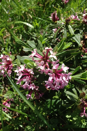 Die westlichsten Vorkommen von gestreiftem Seidelbast (daphne striata) finden wir hier.