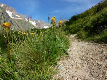 Wanderung durch blumenreiche Alpweiden