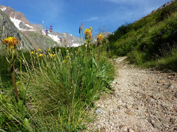 Wanderung durch blumenreiche Alpweiden