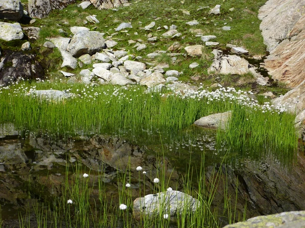 Moorlandschaft auf der nördlichen Seeseite