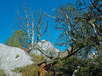 In der Kampfzone der Bäume: Nicht alle überleben!
