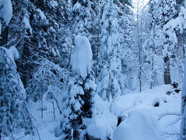 Schneeschuhtrail unter schneebedeckten Bäumen: Brüsti
