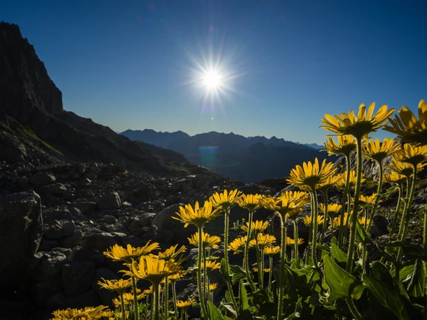 Blumenpracht mitten in der kargen Steinwüste