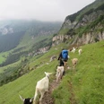 Ziegenbegleitung Richtung Haldi