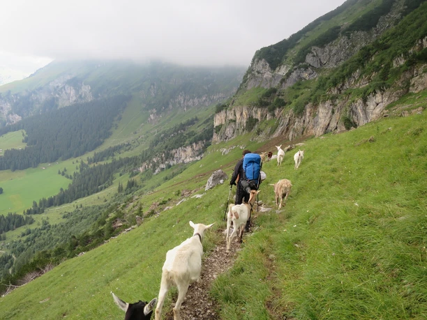 Ziegenbegleitung Richtung Haldi