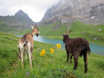 Hier treffen Sie ganz verschiedene Tiere an: Am Seewlisee