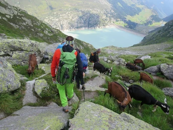 Eine Ziegenherde auf der Göscheneralp