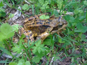 In der Natur gibt es rund um Realp viel zu beobachten