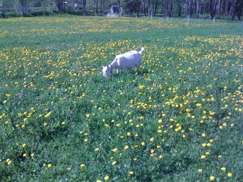 Hier werden traditionell Rinder und Ziegen gehakten