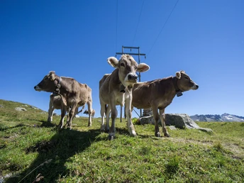 Im Brunnital werden im Sommer auch Rinder gealpt