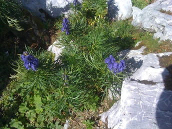 Die Flora auf dem Urnerboden ist einzigartig