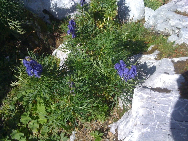 Die Flora auf dem Urnerboden ist einzigartig