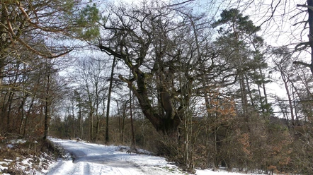 Beck-Eiche im Schnee