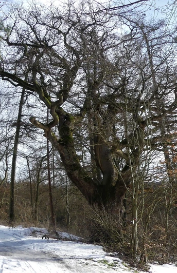 Beck-Eiche im Schnee