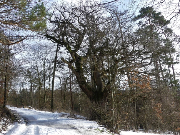 Beck-Eiche im Schnee