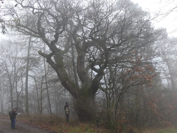 Beck-Eiche im Nebel