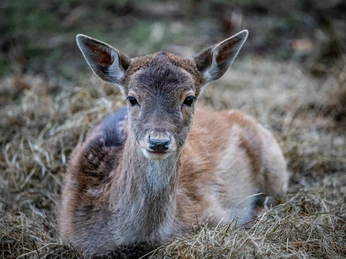 Damwild - Wildpark Hardegsen