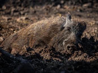 Wildschwein - Wildpark Hardegsen
