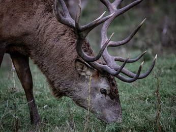 Rothirsch - Wildpark Hardegsen