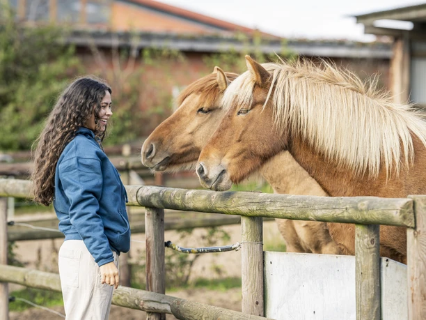 IJslandse paardenstoeterij Kronshof IJslandse paardenstoeterij Kronshof