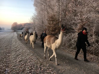 Lamas unterwegs im Schnee.JPG