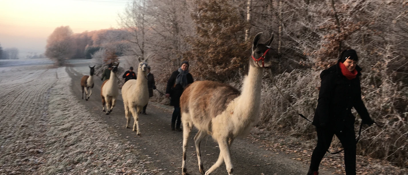 Lamas unterwegs im Schnee.JPG Lamas unterwegs im Schnee.JPG