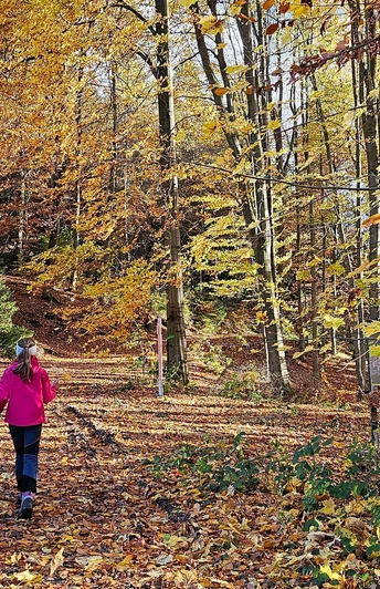 Martins Holzerlebnisweg Ellefeld
