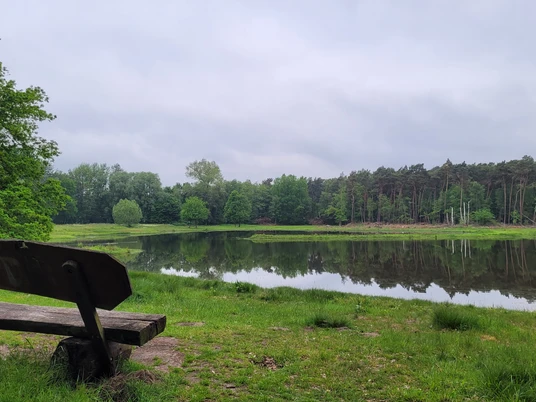 Holzbänke am beschaulichen Seeufer mit üppigem Grün und dichtem Wald im Hintergrund laden zum Verweilen ein.