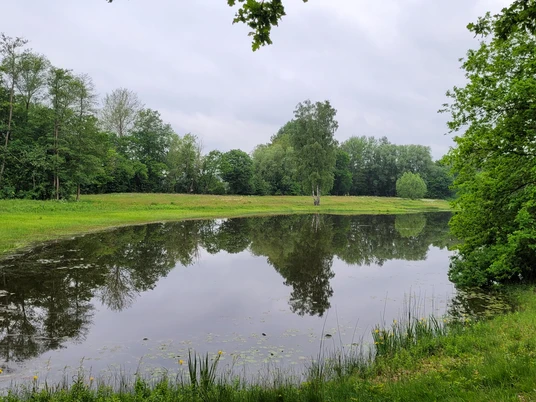 Ein stiller Teich, umgeben von grünen Bäumen und Wiesen, mit ruhigen Spiegelungen im Wasser.