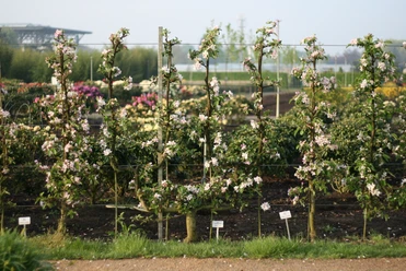 26.06.2025 Heinrich Beltz.JPG Reihen blühender Apfelbäume mit zarten rosa-weißen Blüten vor gepflegten Gartenbeeten.