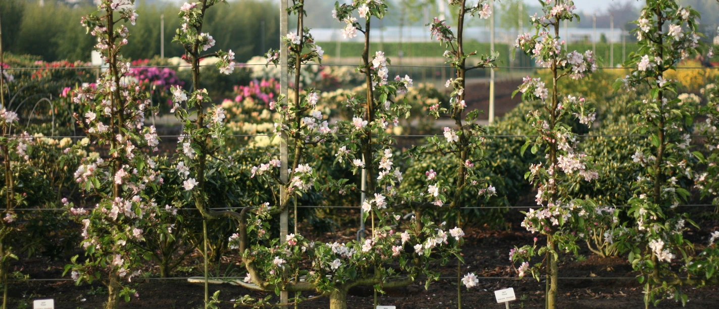 26.06.2025 Heinrich Beltz.JPG Reihen blühender Apfelbäume mit zarten rosa-weißen Blüten vor gepflegten Gartenbeeten.
