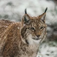 Luchs im Winter